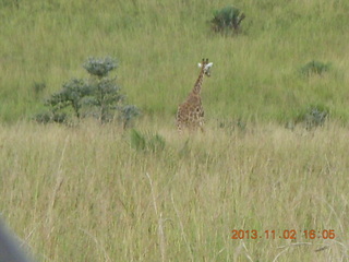 282 8f2. Uganda - bus ride back to Chobe Safari Resort -giraffe