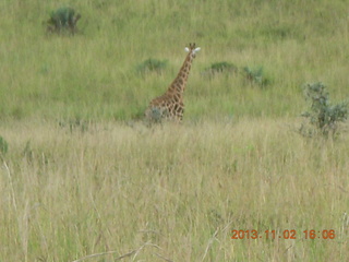 283 8f2. Uganda - bus ride back to Chobe Safari Resort - giraffe