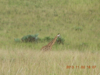 285 8f2. Uganda - bus ride back to Chobe Safari Resort - giraffe