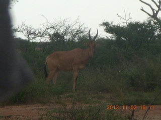 Uganda - bus ride back to Chobe Safari Resort - antelope
