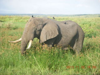 287 8f2. Uganda - bus ride back to Chobe Safari Resort - elephant
