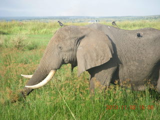 Uganda - bus ride back to Chobe Safari Resort - elephant