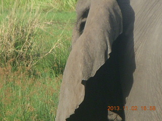 289 8f2. Uganda - bus ride back to Chobe Safari Resort - elephant up close