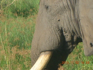 290 8f2. Uganda - bus ride back to Chobe Safari Resort - elephant up closer