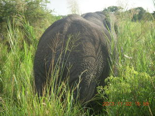 Uganda - bus ride back to Chobe Safari Resort - back of elephant