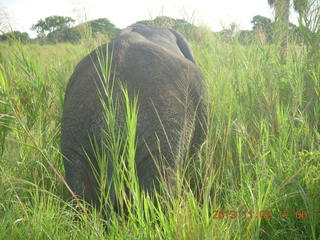 292 8f2. Uganda - bus ride back to Chobe Safari Resort - back of elephant
