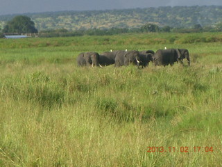 293 8f2. Uganda - bus ride back to Chobe Safari Resort - elephants
