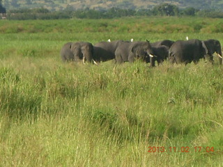 Uganda - bus ride back to Chobe Safari Resort - elephants