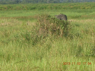 295 8f2. Uganda - bus ride back to Chobe Safari Resort - elephants