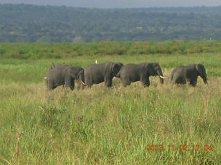 Uganda - bus ride back to Chobe Safari Resort - elephants