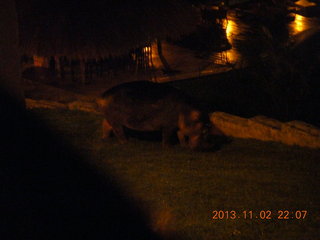 323 8f2. Uganda - Chobe Safari Resort - night picture of hippopotamus