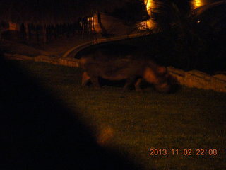 324 8f2. Uganda - Chobe Safari Resort - night picture of hippopotamus