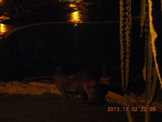 325 8f2. Uganda - Chobe Safari Resort - night picture of hippopotamus