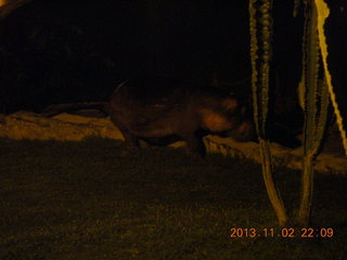 326 8f2. Uganda - Chobe Safari Resort - night picture of hippopotamus