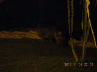 327 8f2. Uganda - Chobe Safari Resort - night picture of hippopotamus