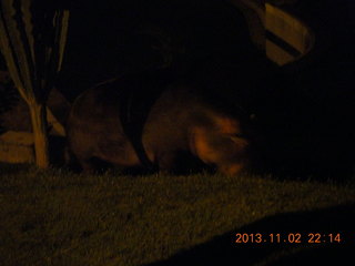 328 8f2. Uganda - Chobe Safari Resort - night picture of hippopotamus