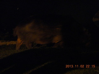 332 8f2. Uganda - Chobe Safari Resort - night picture of hippopotamus