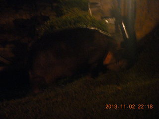 Uganda - Chobe Safari Resort - night picture of hippopotamus
