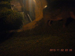 336 8f2. Uganda - Chobe Safari Resort - night picture of hippopotamus