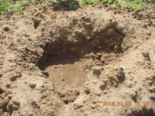 67 8f3. Uganda - eclipse site - former termite mound?