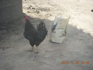 Uganda - eclipse site - rooster