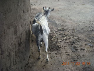 129 8f3. Uganda - eclipse site - goat