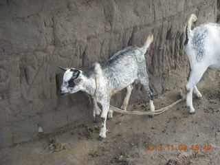 130 8f3. Uganda - eclipse site - goats