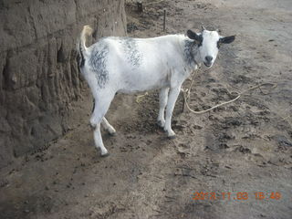 131 8f3. Uganda - eclipse site - goat