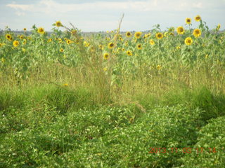 162 8f3. Uganda - eclipse site - sunflowers
