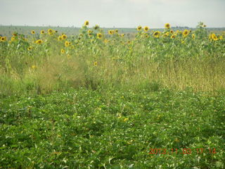163 8f3. Uganda - eclipse site - sunflowers