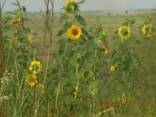 173 8f3. Uganda - eclipse site - sunflowers