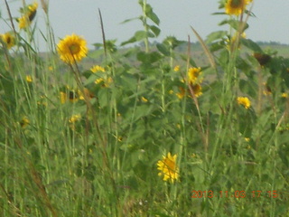 174 8f3. Uganda - eclipse site - sunflowers