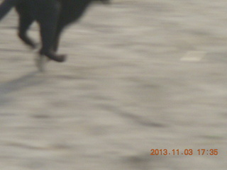 Uganda - eclipse site - the black cat (scurrying away)