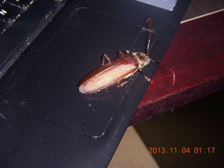 Uganda - Chobe Sarafi Lodge - extra guest (cockroach) on my computer at 2:00 a.m.