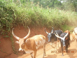 63 8f4. Uganda - drive to chimpanzee park - cattle