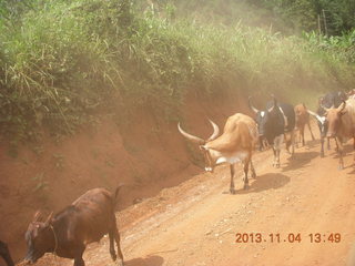 64 8f4. Uganda - drive to chimpanzee park - cattle