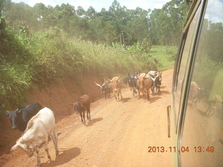 65 8f4. Uganda - drive to chimpanzee park - cattle on the road