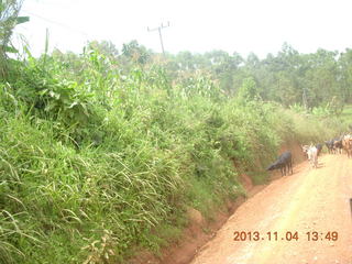 66 8f4. Uganda - drive to chimpanzee park