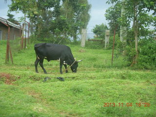 103 8f4. Uganda - drive to chimpanzee park - bull