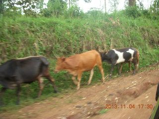 113 8f4. Uganda - drive to chimpanzee park - cattle