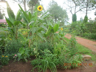 119 8f4. Uganda - farm resort - flowers