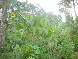 120 8f4. Uganda - farm resort - flowers