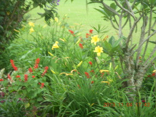 122 8f4. Uganda - farm resort - flowers