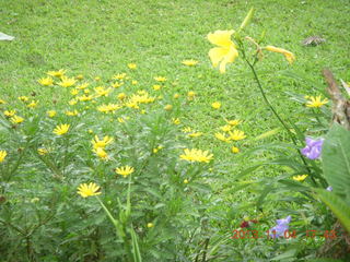 123 8f4. Uganda - farm resort - flowers