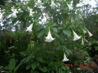 140 8f4. Uganda - farm resort - flowers