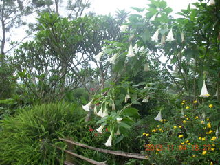 142 8f4. Uganda - farm resort - flowers