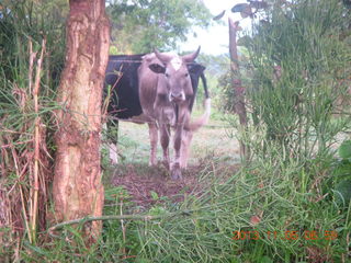 8 8f5. Uganda - farm resort run - cows