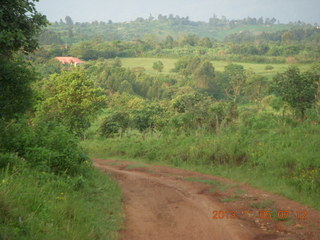 Uganda - farm resort run - cows