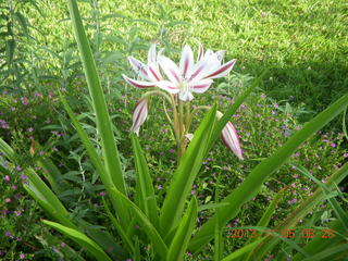25 8f5. Uganda - farm resort - flower
