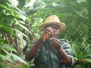 28 8f5. Uganda - farm resort - walk in the forest - inside the trumpet flower